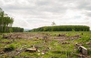 The Impact of Climate Change on Global Biodiversity