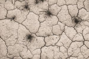 The Impact of Climate Change on Global Biodiversity