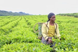 Empowering Communities: The Role of Women in Africa’s Fiber Production