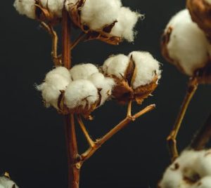 Natural Fibers, Global Markets: Africa’s Role in the Sustainable Textile Revolution