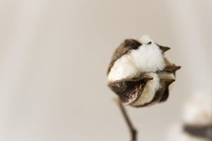 Fiber Futures: Innovations and Trends in Africa’s Textile Industry
