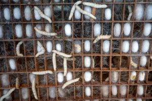 From Cotton to Innovation: How African Fiber Companies are Transforming Textiles